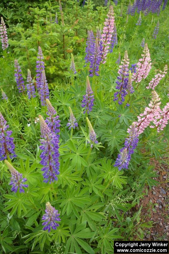 Lupines were in full bloom!