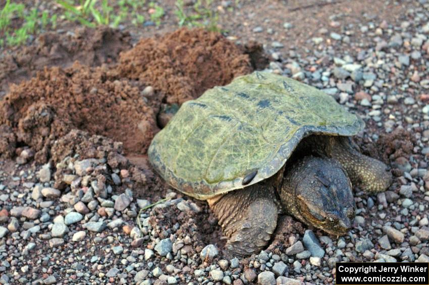 A female snapping turtle lays heer eggs by the side of the road. Note the leeches on her forehead and carapace.