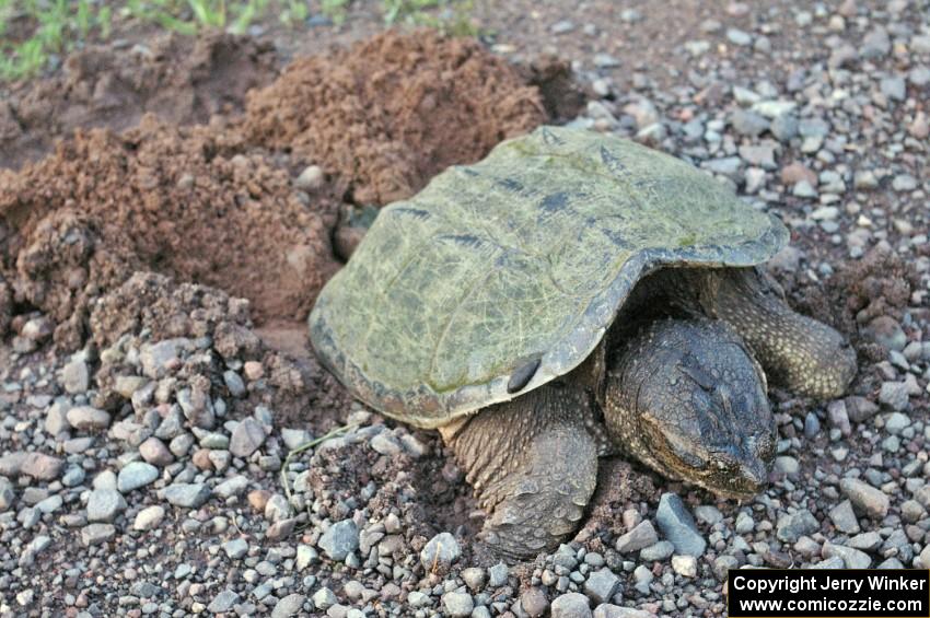 A female snapping turtle lays heer eggs by the side of the road. Note the leeches on her forehead and carapace.