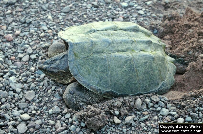 A female snapping turtle bears down to push out eggs into a hole she made along the roadside.