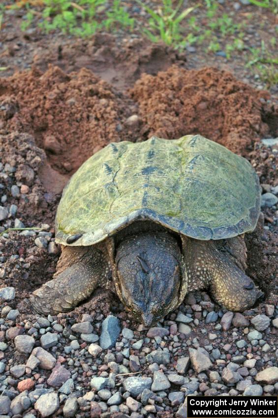 A female snapping turtle bears down to push out eggs into a hole she made along the roadside.