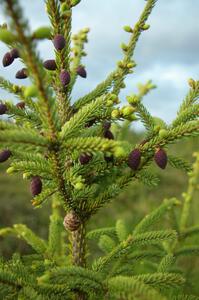 Purple pinecones?!