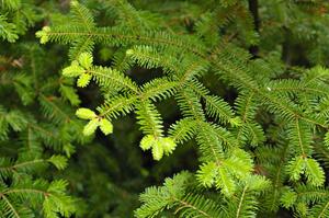 Fresh shoots were apparent on all of the conifers in the bog.