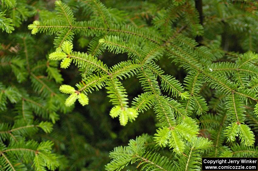 Fresh shoots were apparent on all of the conifers in the bog.