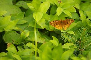 Resting Great-Spangled Frittilary Butterfly