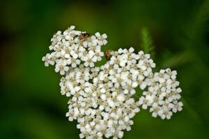 Tarnished Plant Bugs feeding on Cow Parsnip