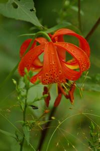 Wood Lily after the rainfall