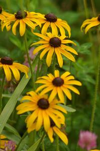 Black-Eyed Susans