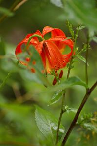 Wood Lily after the rainfall