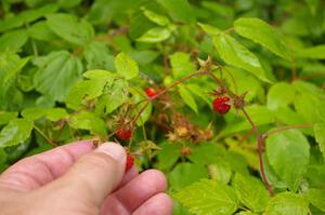 Wild raspberries were ripe and plentiful!