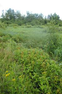 Indentation made in a Wild Raspberry patch where the Carl Siegler / David Goodman Subaru WRX STi landed.