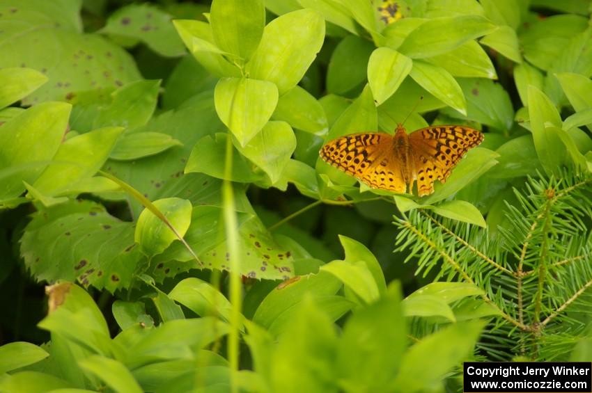 Resting Great-Spangled Frittilary Butterfly