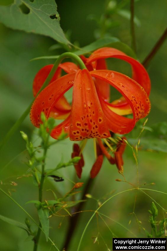 Wood Lily after the rainfall