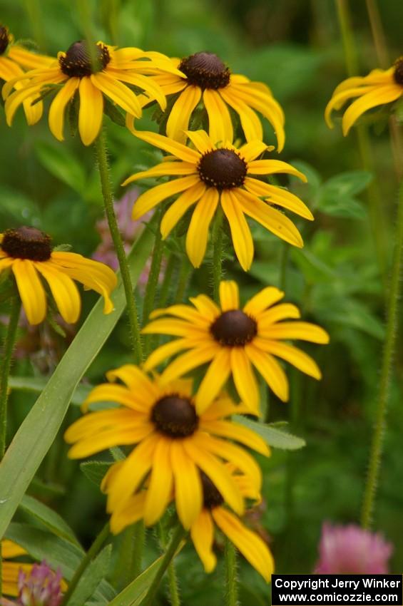 Black-Eyed Susans