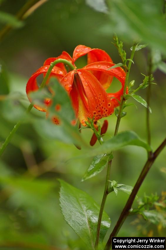 Wood Lily after the rainfall
