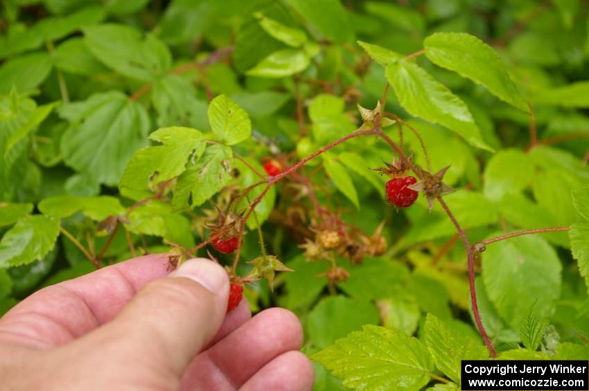 Wild raspberries were ripe and plentiful!