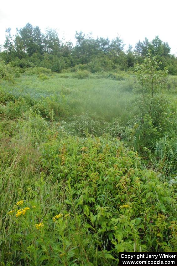 Indentation made in a Wild Raspberry patch where the Carl Siegler / David Goodman Subaru WRX STi landed.