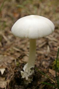 Traditional mushroom shot from Ojibwe Forests Rally 2009.(1)