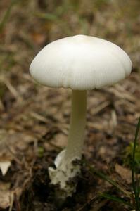 Traditional mushroom shot from Ojibwe Forests Rally 2009.(2)