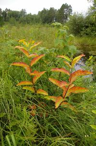 The milkweed were starting to change colors early beside the practice stage road.