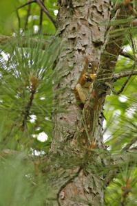A Red Squirrel enjoys a snack and watches the practice stage from a treetop.(1)