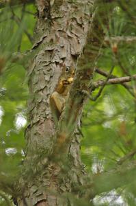 A Red Squirrel enjoys a snack and watches the practice stage from a treetop.(2)