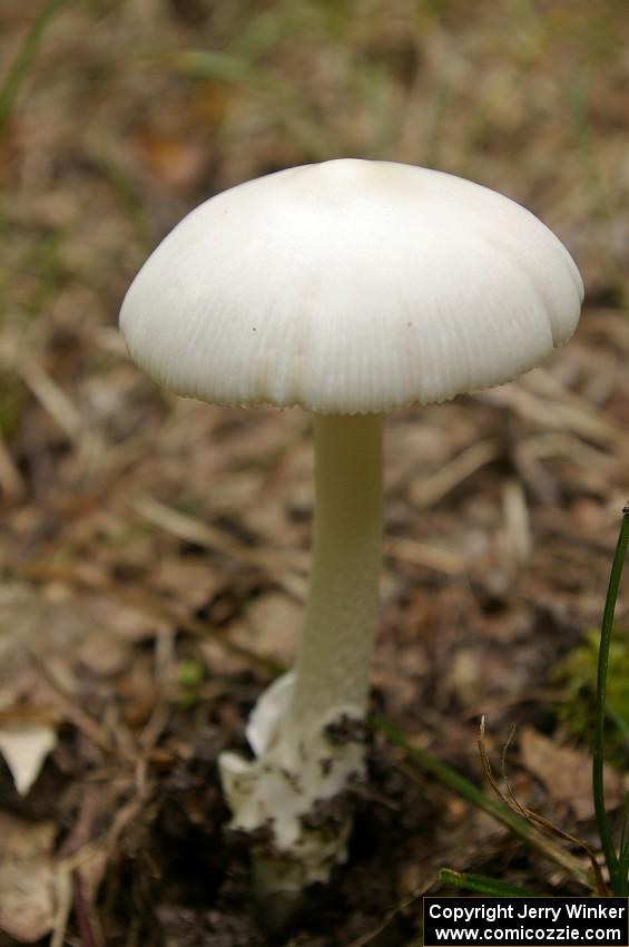 Traditional mushroom shot from Ojibwe Forests Rally 2009.(1)