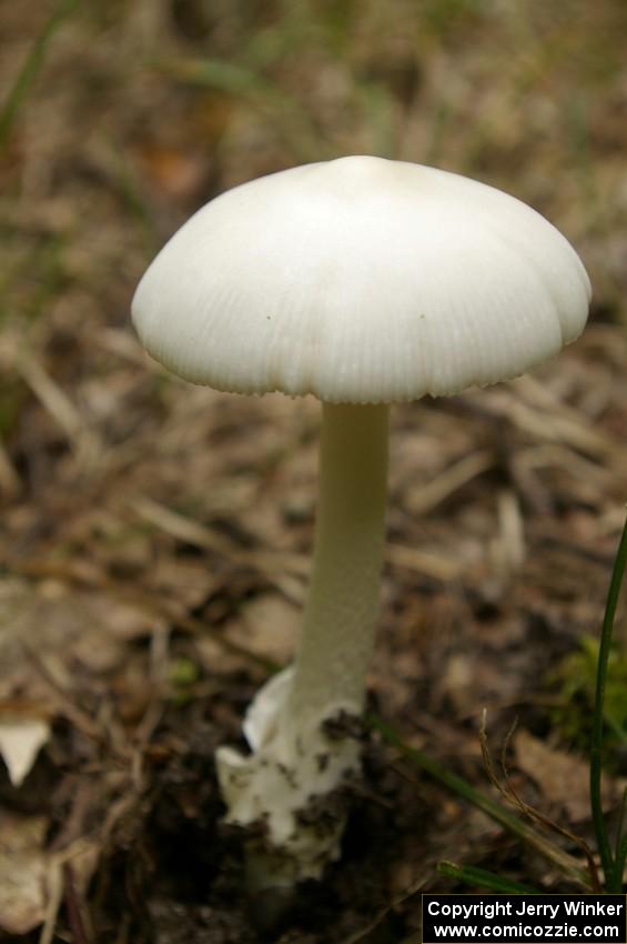 Traditional mushroom shot from Ojibwe Forests Rally 2009.(2)