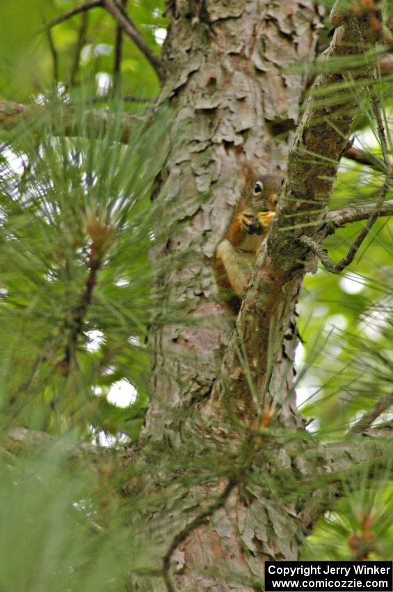 A Red Squirrel enjoys a snack and watches the practice stage from a treetop.(1)