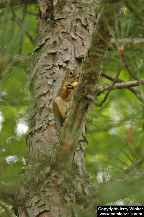 A Red Squirrel enjoys a snack and watches the practice stage from a treetop.(2)