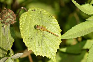 A very dusty dragonfly and fly on a wild raspberry bush beside the road on SS11.