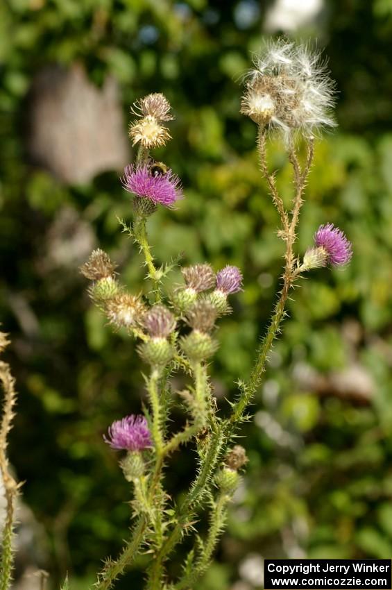 Bumblebee on a dusty thistle plant beside the road on SS11.