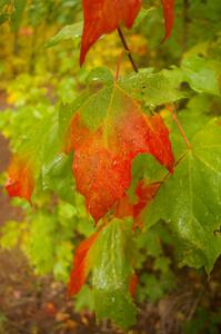 Maple leaf on Beacon Hill -Toivola Rd.