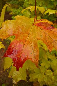 Another variety of maple on Beacon Hill - Toivola Rd.