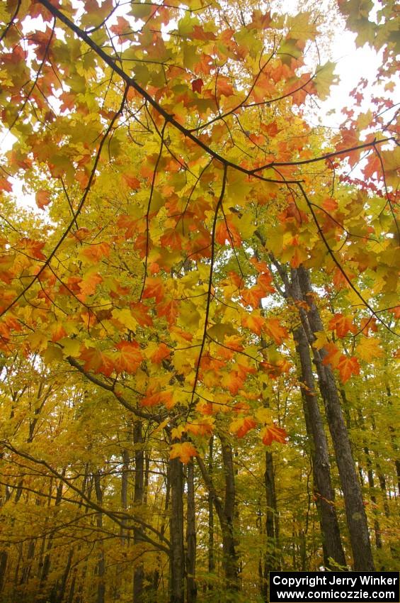 A good view of the foliage on Beacon Hill-Toivola Road.