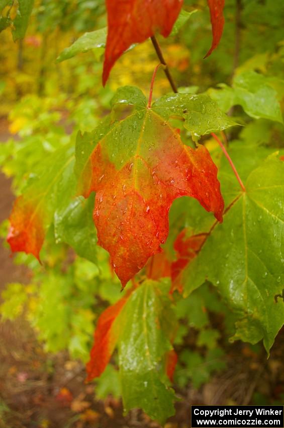 Maple leaf on Beacon Hill -Toivola Rd.