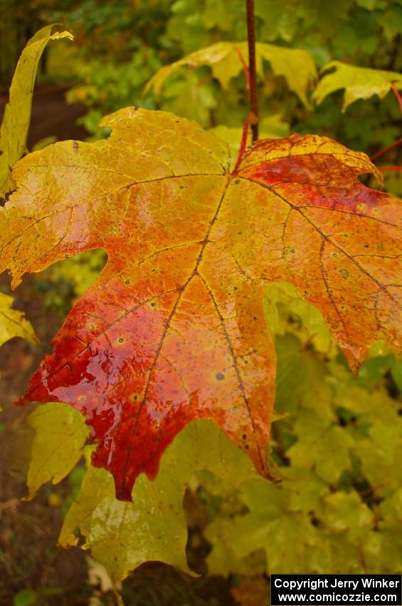 Another variety of maple on Beacon Hill - Toivola Rd.