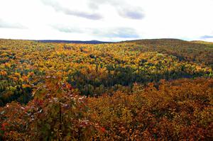 View of foliage across the gorge atop Brockway Mountian.