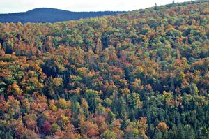 Foliage in full color atop Brockway Mountain. (1)