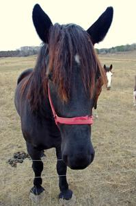 A large horse next door to the rallycross course.