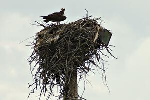 Mother osprey and eaglet