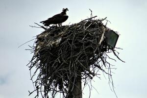 Mother osprey and eaglet