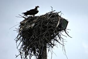 Mother osprey and eaglet