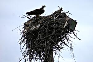 Mother osprey and eaglet