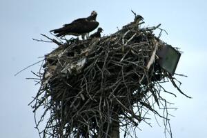 Mother osprey and eaglets