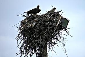 Mother osprey and eaglet