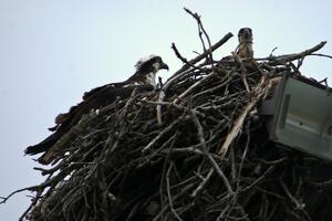 Mother osprey and eaglet