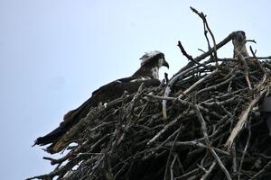 Mother osprey and eaglet