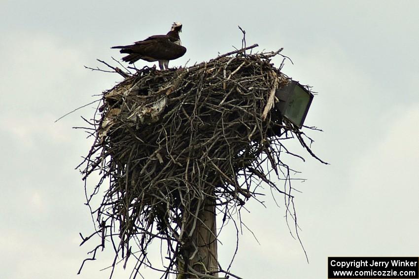 Mother osprey and eaglet