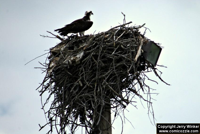 Mother osprey and eaglet